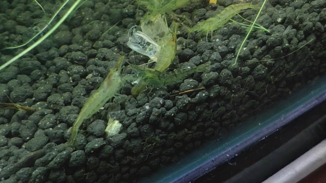 你们这些小虾米为什么又吃同类,还是只抱卵的母虾!