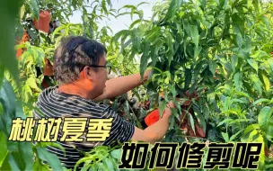 Download Video: 桃树6月份，如何管理，怎么夏季修剪呢？