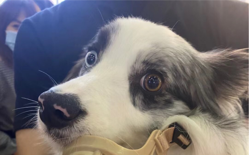 全国边牧统一做错事表情,无辜,不是我干的