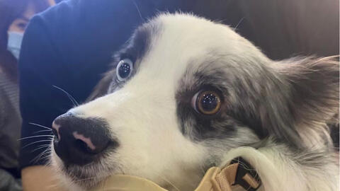 活动作品全国边牧统一做错事表情无辜不是我干的