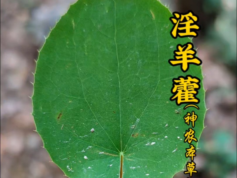 淫羊藿是小檗科多年生草本植物,常生长在大山里,以叶入本草.现在野生的淫羊藿越来越少了,你那里还有吗?#植物科普 #识百草 #一日一植物 #淫羊藿...