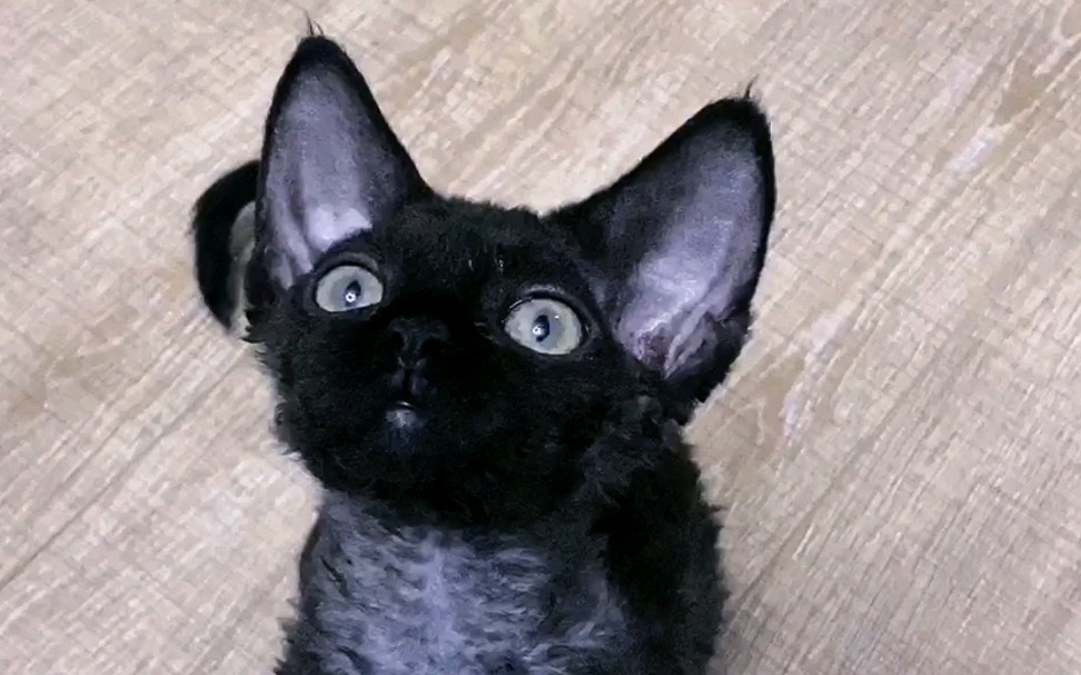 有朋友说黑色的德文更魔法,今天吸吸看