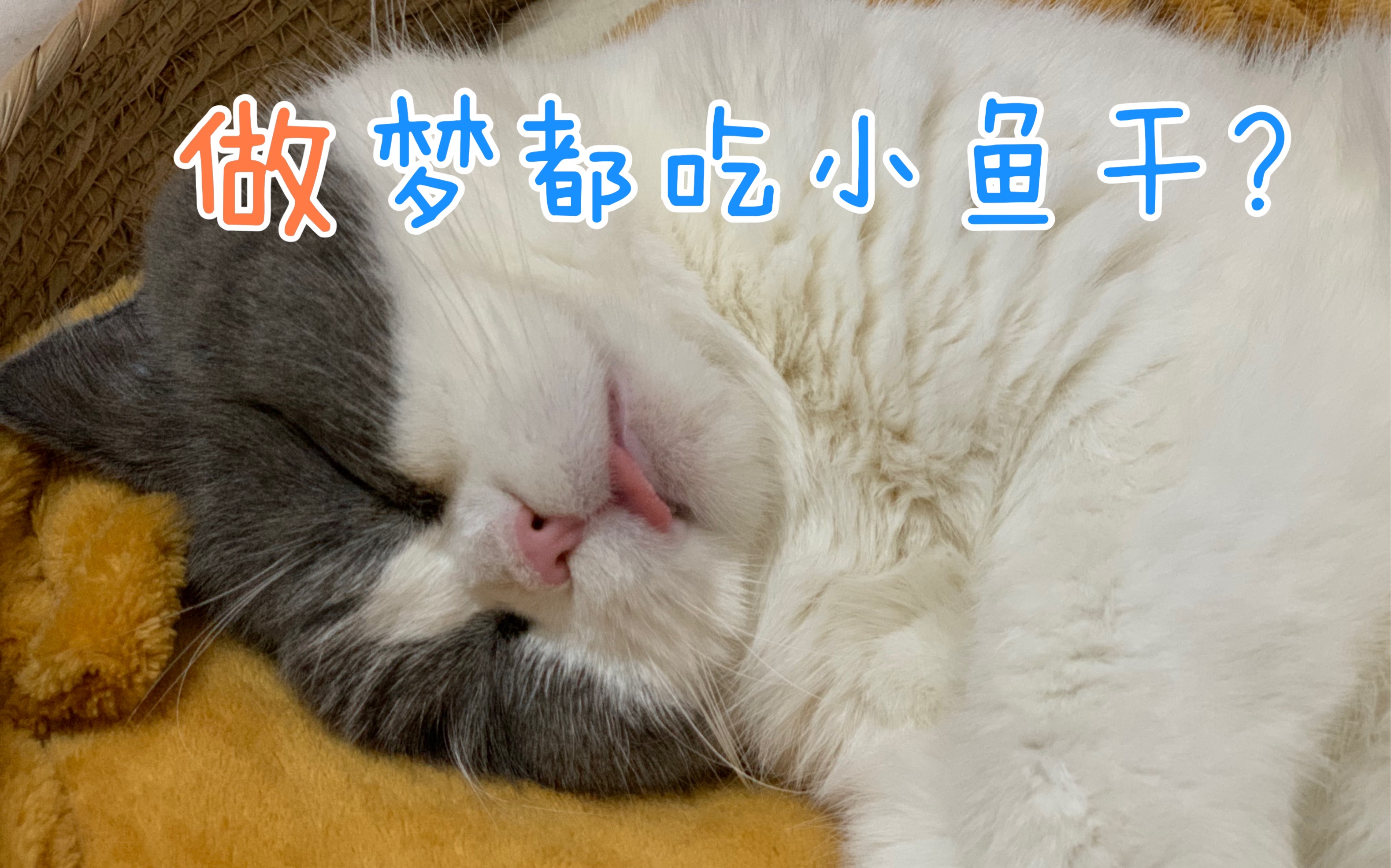 做梦都在吃东西?小猫咪你也太馋了吧!