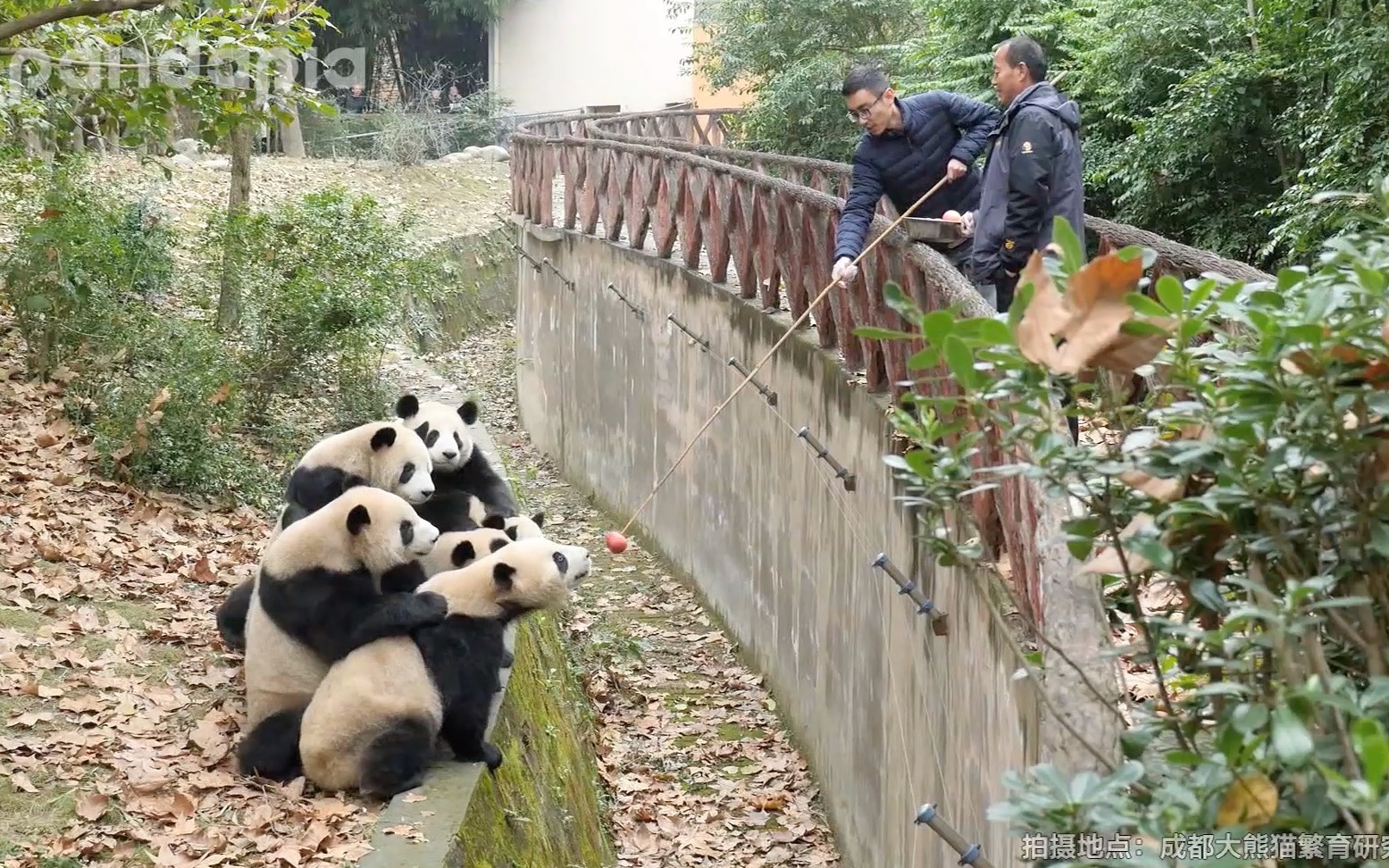 [图]《厉害了，我的熊猫》第35期 滚滚们这种时候最乖巧