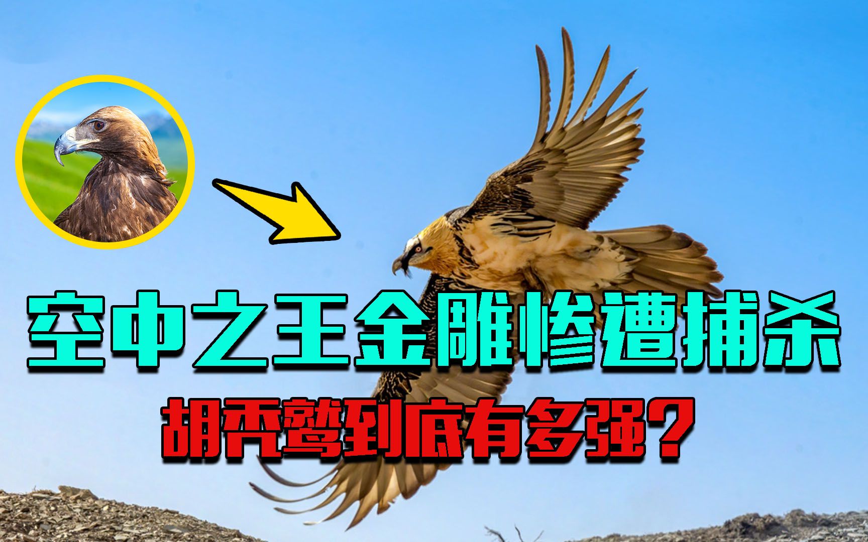 空中之王金雕,惨遭胡秃鹫捕杀,吃骨不吃肉的胡秃鹫有多强?哔哩哔哩bilibili