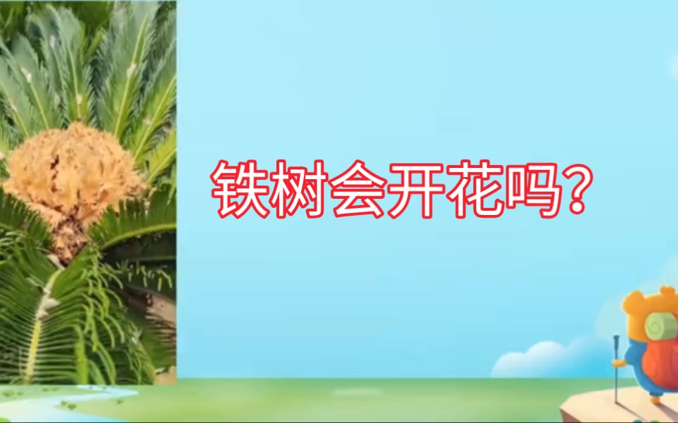 铁树会开花吗?哔哩哔哩bilibili