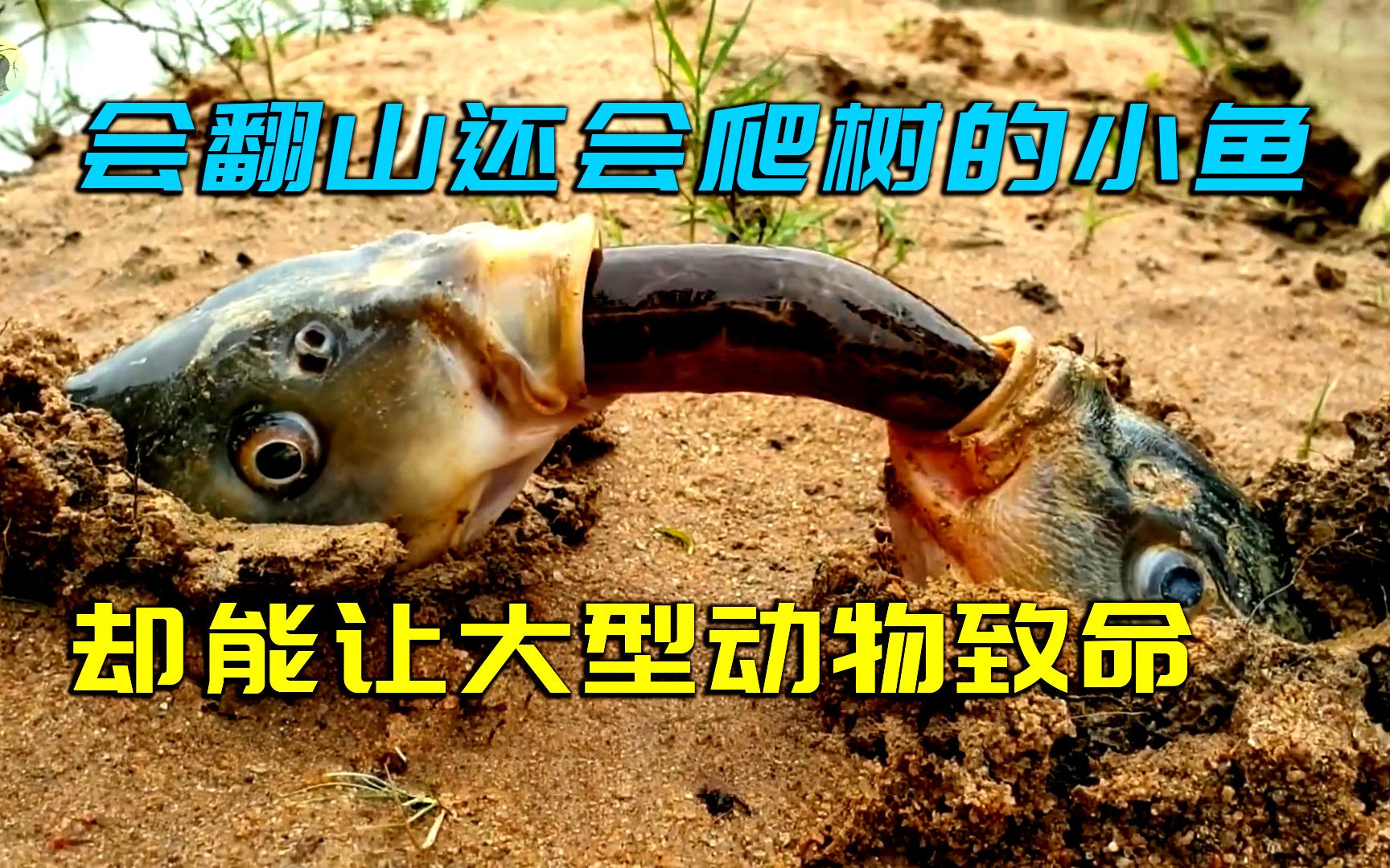 会翻山还会爬树的小鱼,攀鲈_哔哩哔哩_bilibili