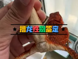 Tải video: 【撸龙宝典】鬃狮蜥饲养技巧之撸龙性别鉴定