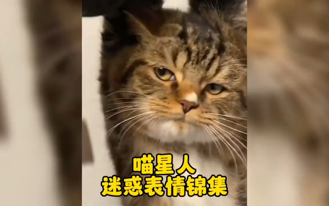 喵星人的迷惑表情合集!