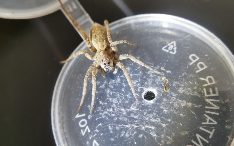 狼蛛科舞蛛属捕食蟋蟀