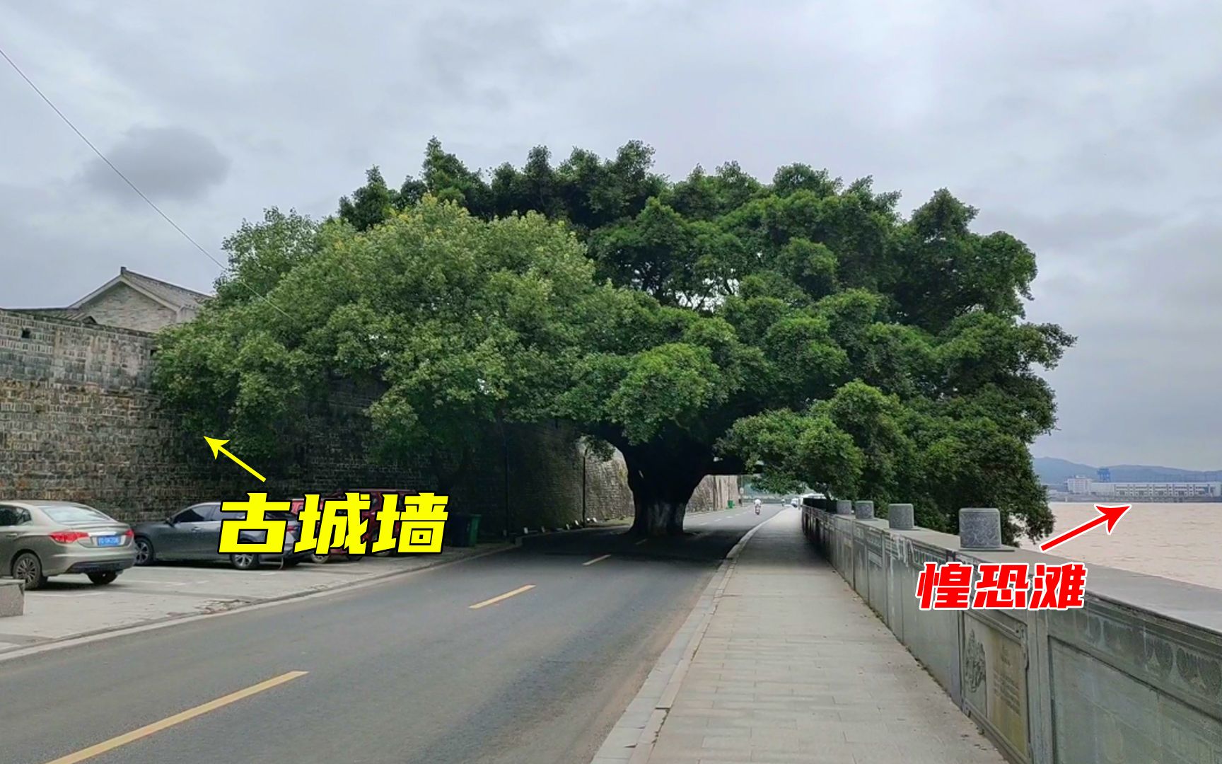 探江西万安古城墙,发现马路中间有棵古榕树,成了最牛“钉子户”哔哩哔哩bilibili