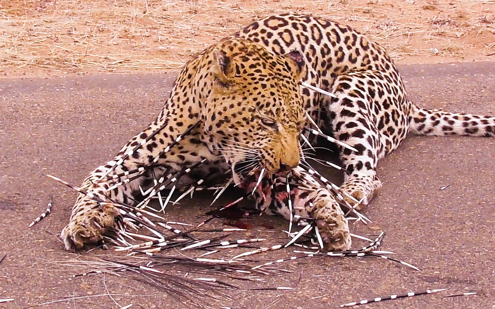 花豹捕食豪猪,没想到豪猪丝毫不惧,结果悲剧了