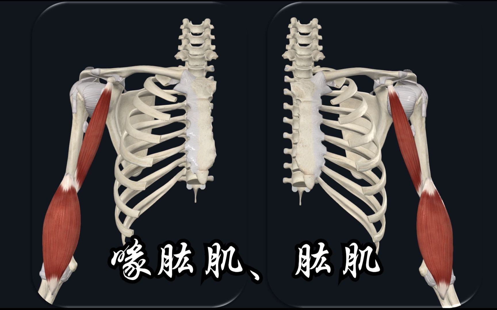 上肢肌肉:喙肱肌、肱肌及其功能哔哩哔哩bilibili