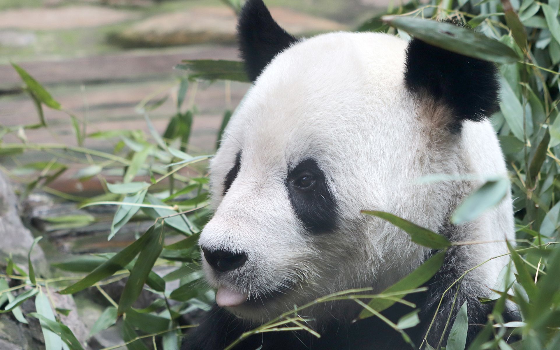 大熊猫古古 古古的吃竹叶教学