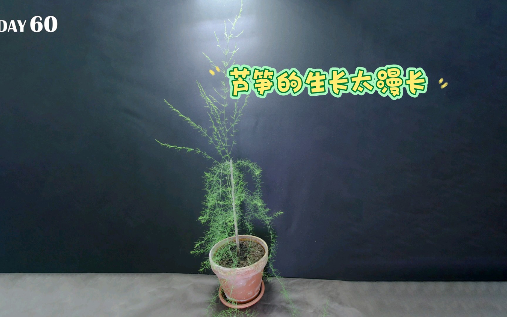 芦笋从种子长成植株(延时拍摄62天)哔哩哔哩bilibili