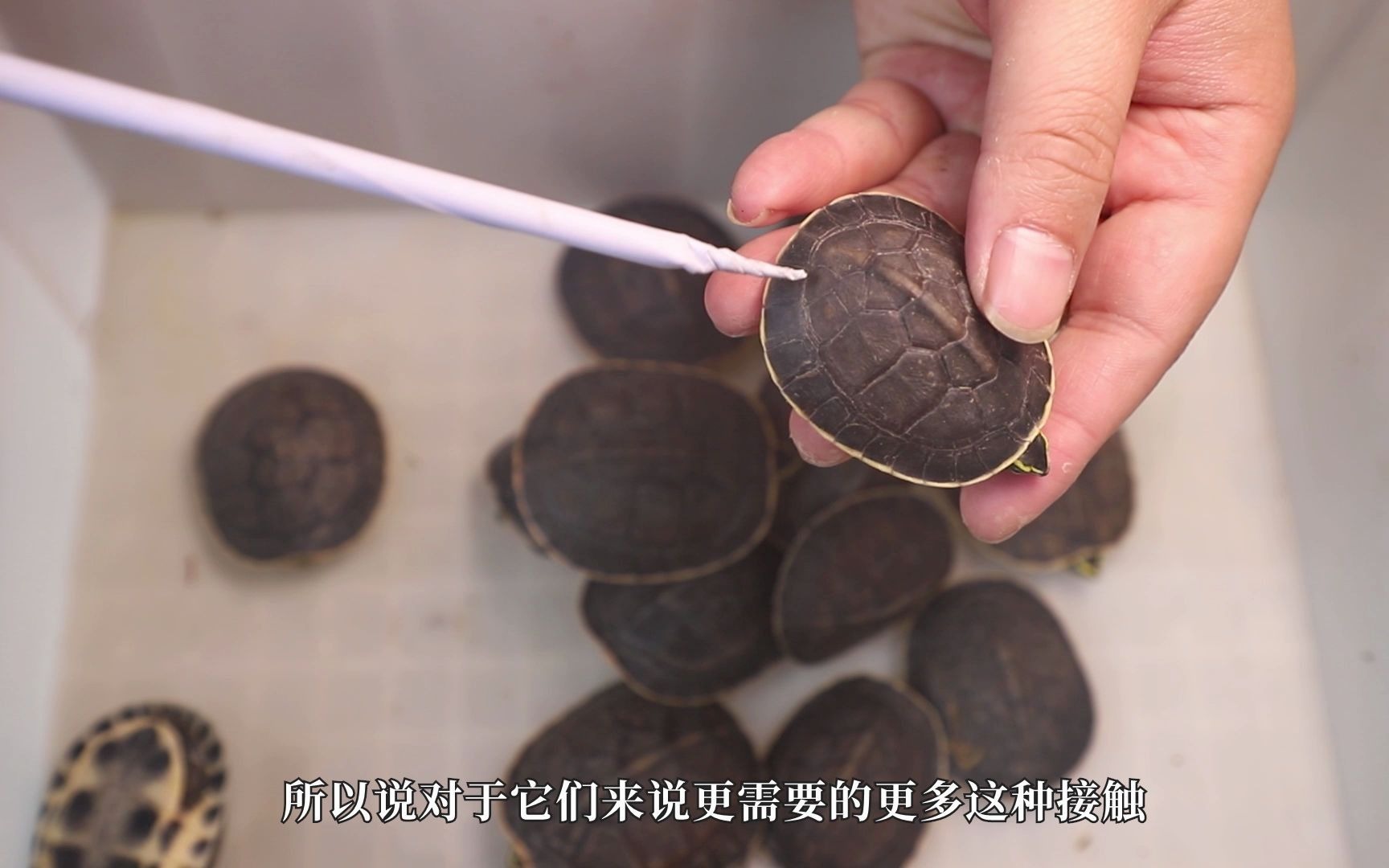 猪队友收了些安布闭壳龟,看到货我傻眼了