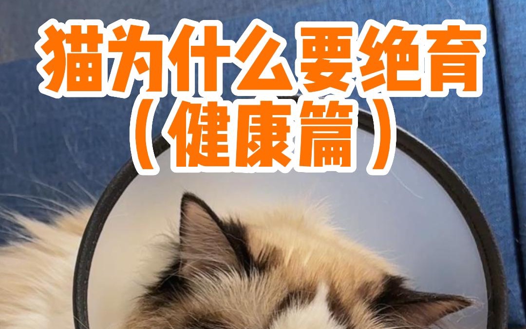 猫什么要绝育?真有人觉得只是为了图方便?哔哩哔哩bilibili