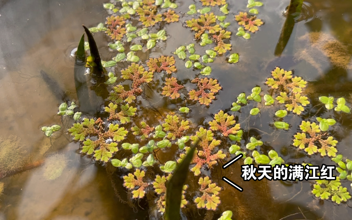 [图]秋日暖阳下的缸 青鳉&满江红水草