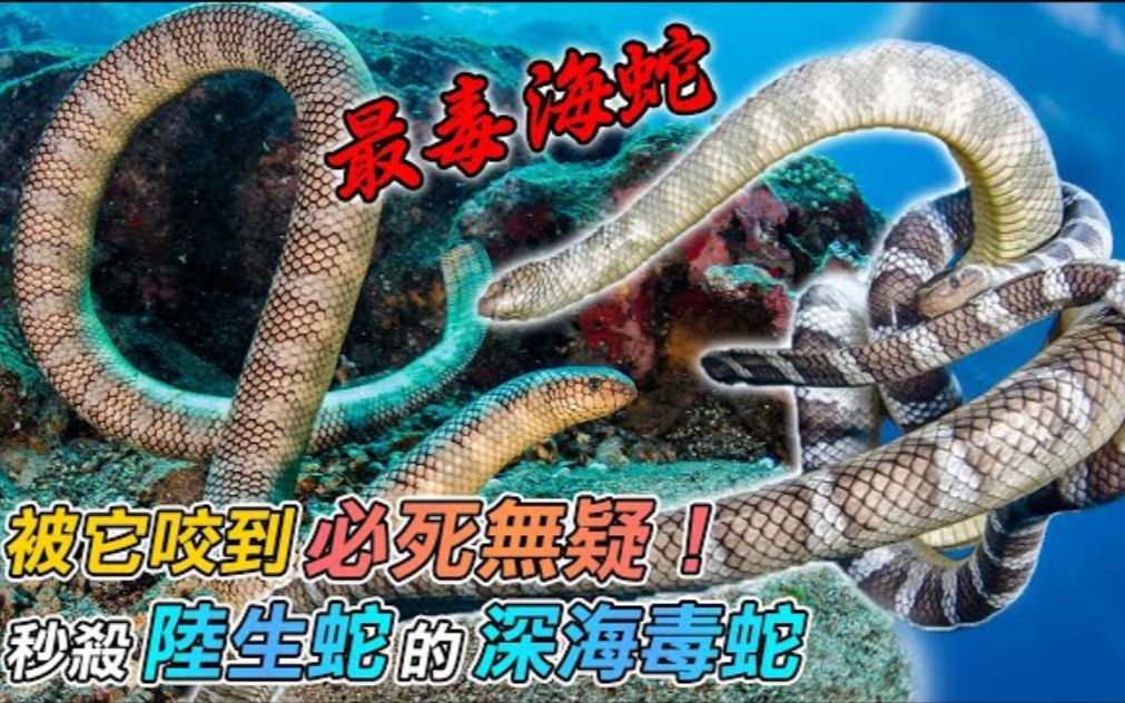 海蛇的毒性究竟有多猛?是陆地毒蛇的数10倍 | 被它咬到,必死无疑!| 眼镜蛇、响尾蛇,都是它们的小弟!哔哩哔哩bilibili