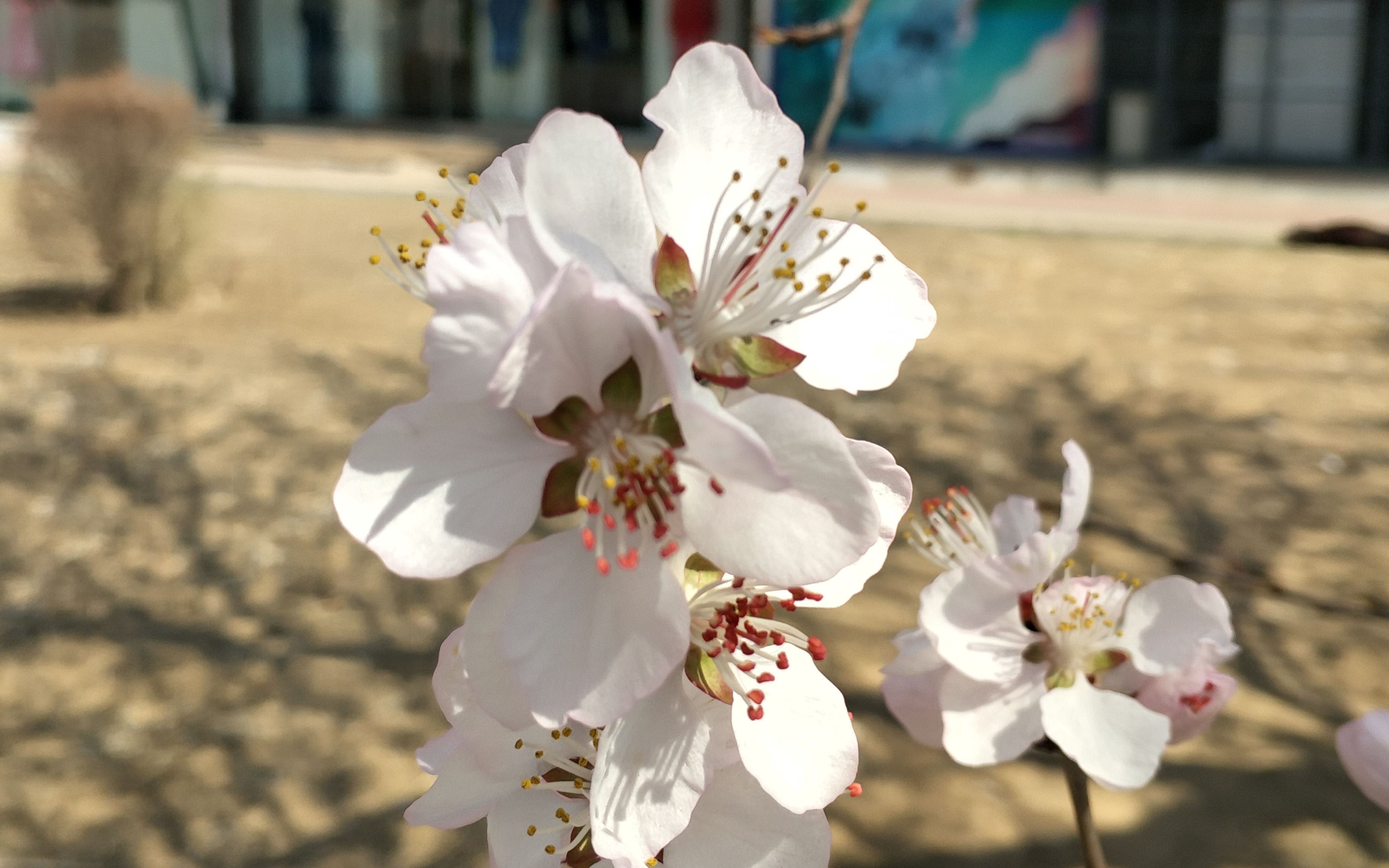 沈阳桃花满枝头