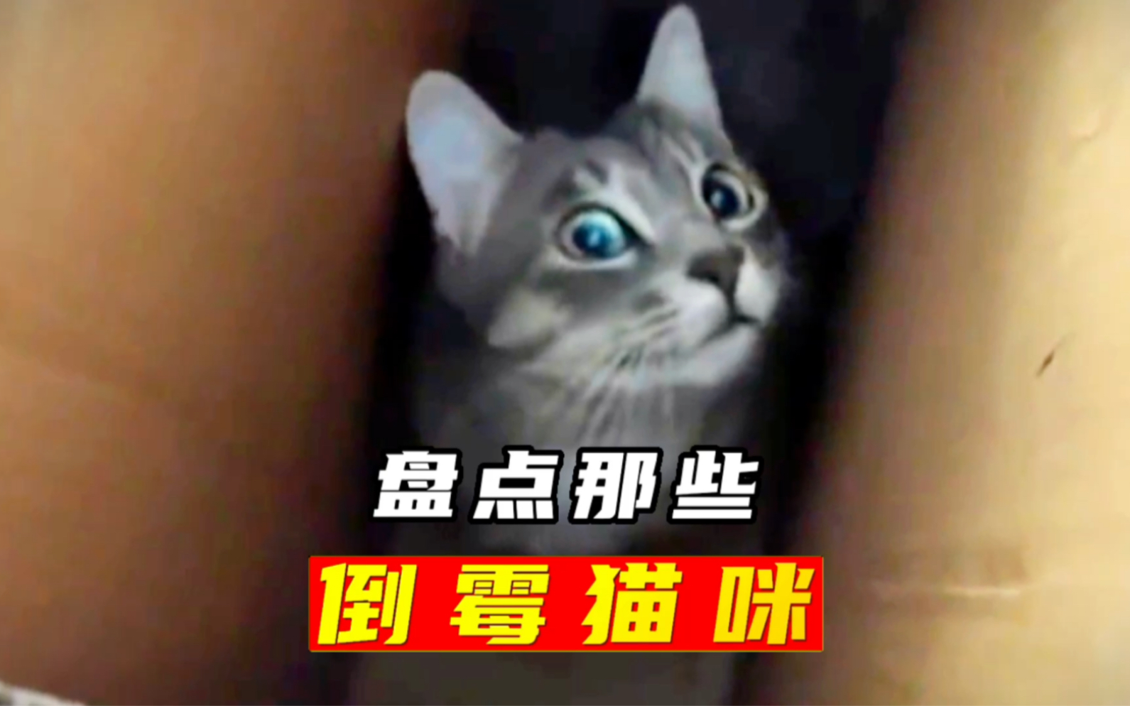 [图]盘点那些倒霉的猫咪