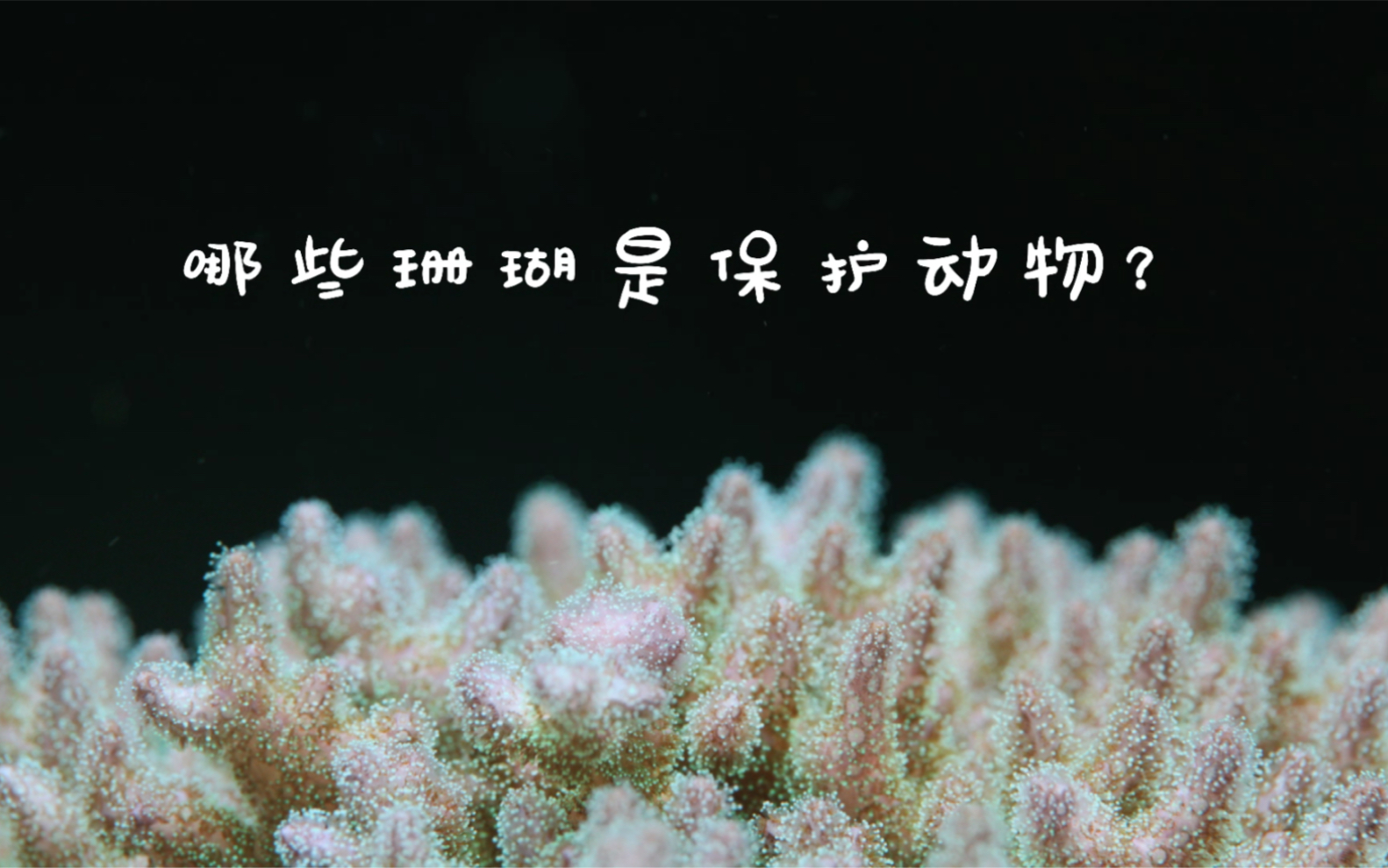 珊瑚中的保护动物