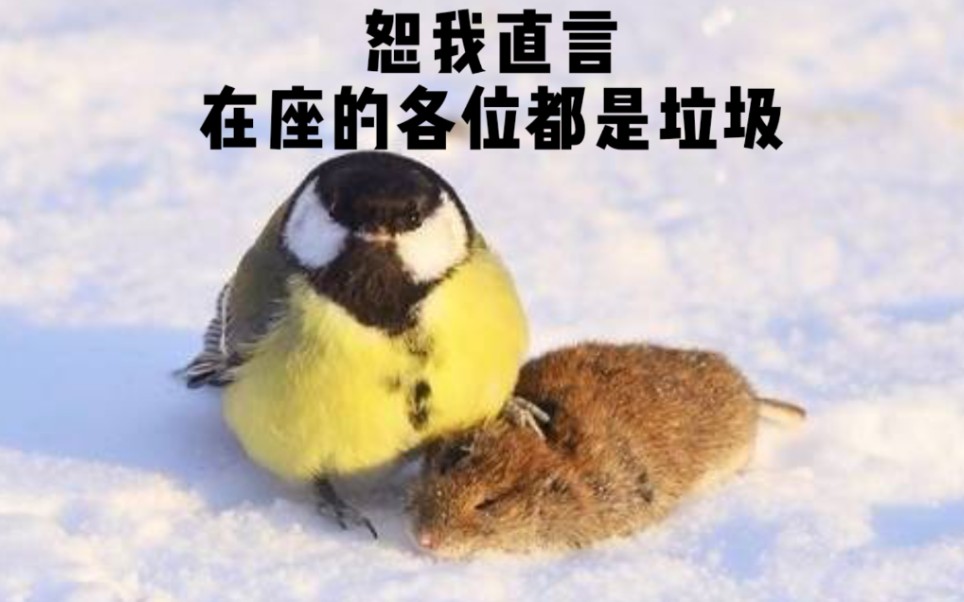 活动作品吾乃食脑狂魔大山雀