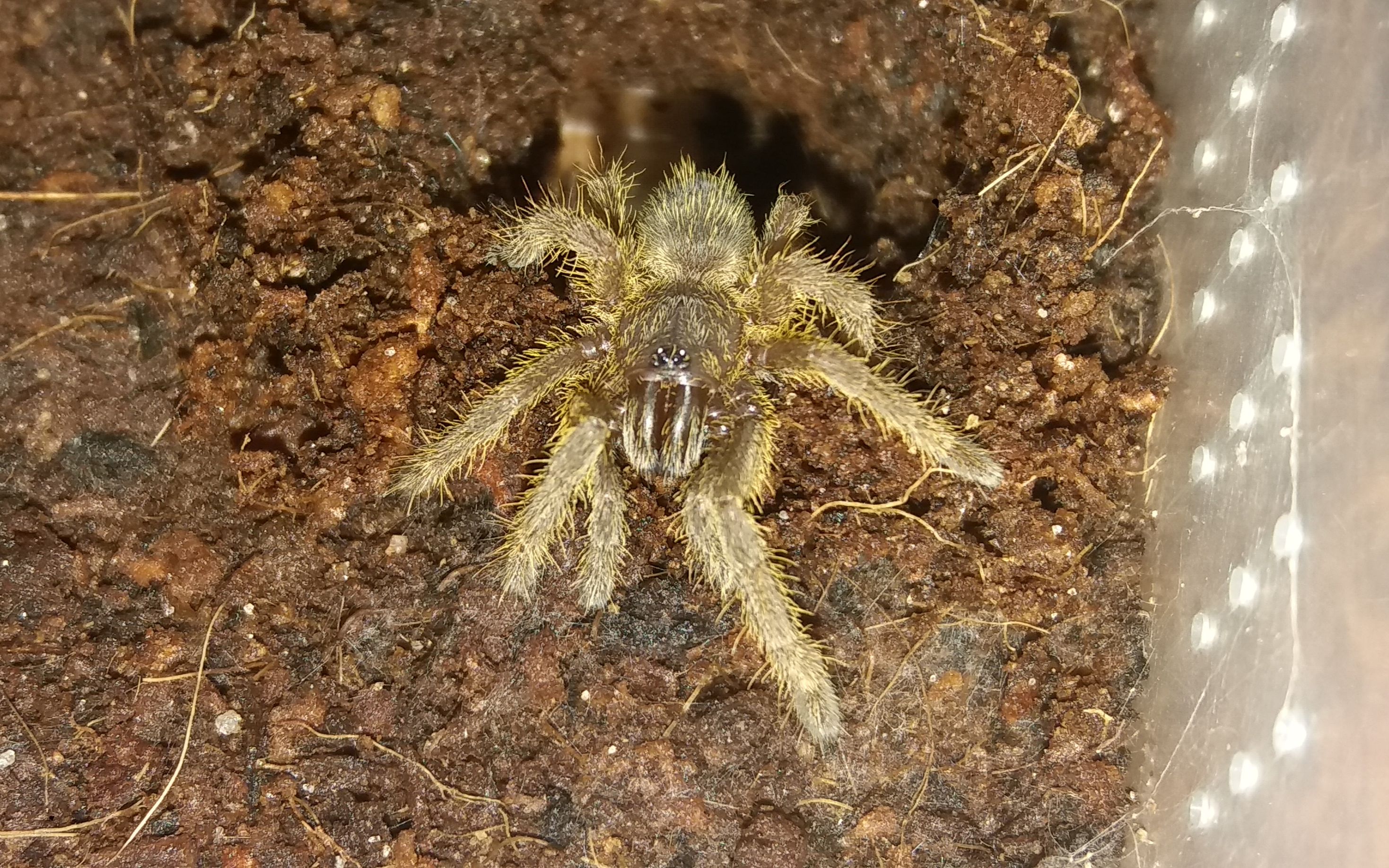 【爬宠日常】海捕幼体日常捕食 巨凶猛42(ò_óˇ)40"