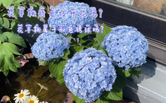 绣球 花手鞠 可爱不过花手鞠 哔哩哔哩 绣球 花手鞠 可爱不过花手鞠 哔哩哔哩