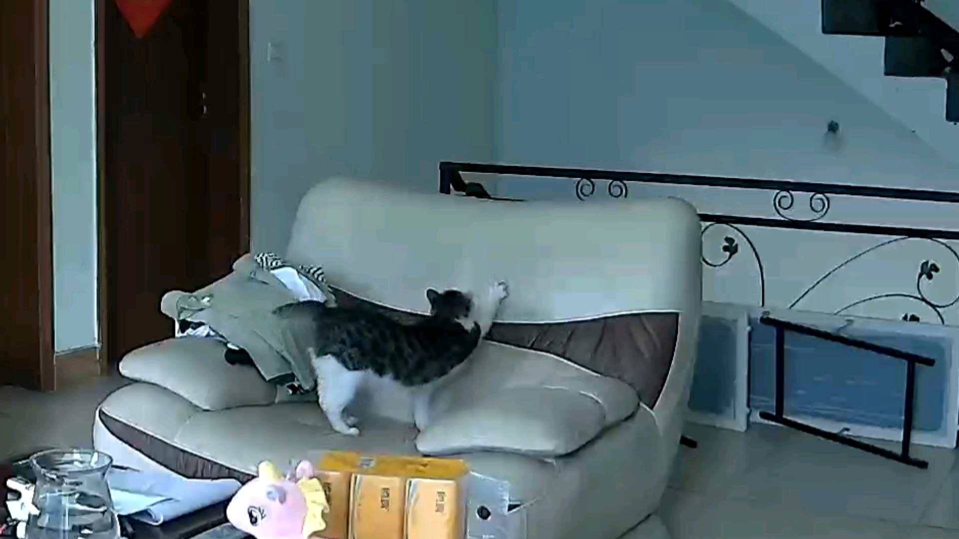 喜欢看小猫伸懒腰