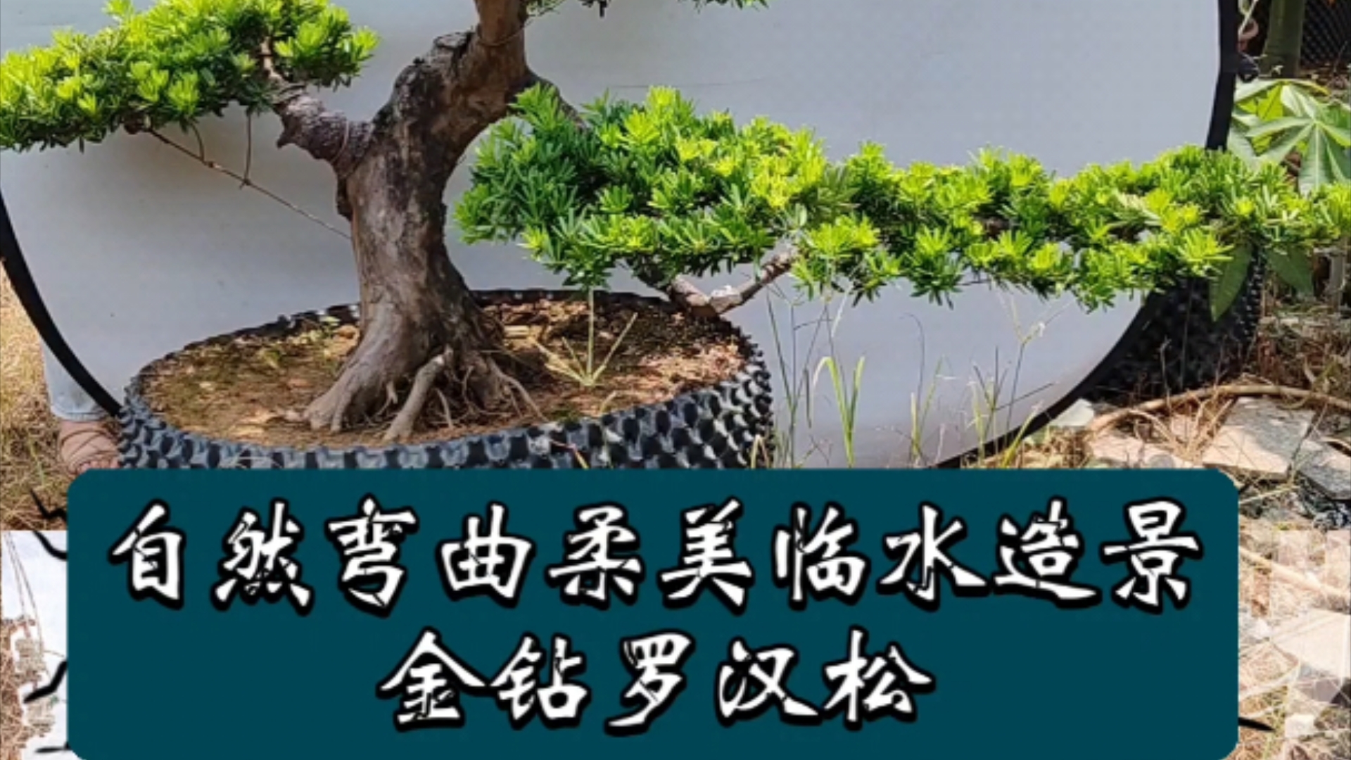 自然弯曲柔美临水造景台湾金钻罗汉松地景大盆景,泥面高度:1.