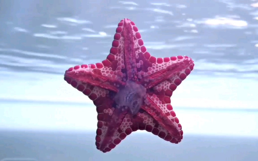 西非饼干海星吃一个薄荷虾_哔哩哔哩_bilibili