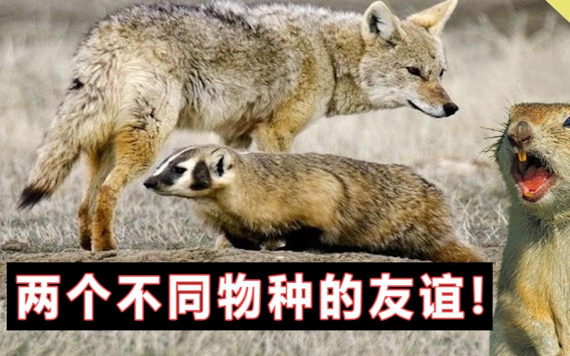美洲獾与郊狼,两个不同物种的友谊!