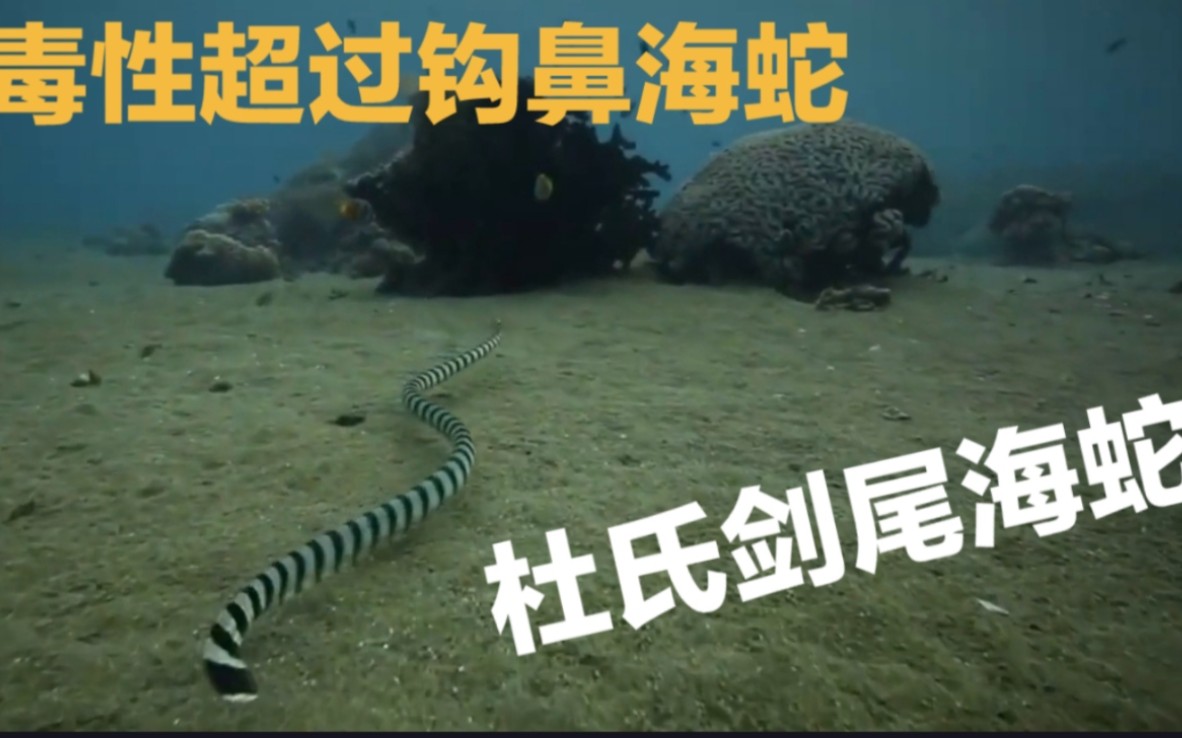 杜氏剑尾海蛇是海蛇家族中一种特殊的存在