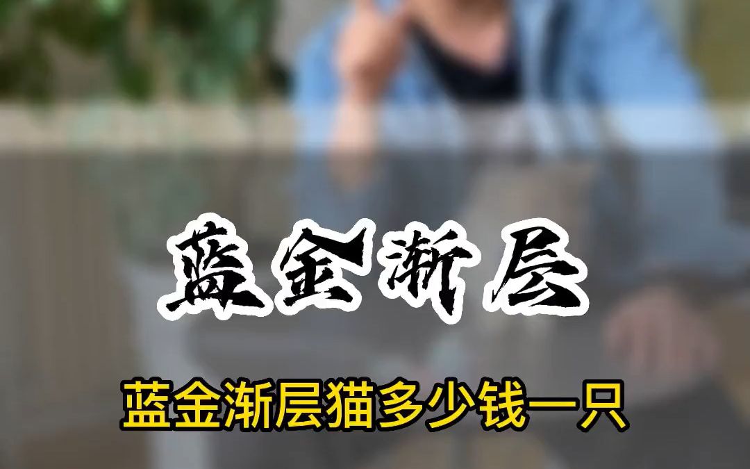 蓝金渐层猫多少钱一只蓝金渐层 蓝金渐层猫多少钱一只 蓝金渐层价格 猫多少钱一只 买猫 买猫避坑 养猫新手哔哩哔哩bilibili