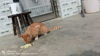 加赶棱局居然会吃方便面！大胖橘猫恰老坛酸菜牛肉面nier。