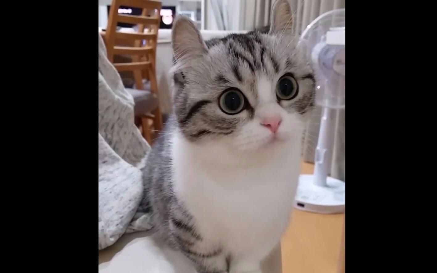 【komaru】一只想偷回家的小天使(末尾有叫声~)