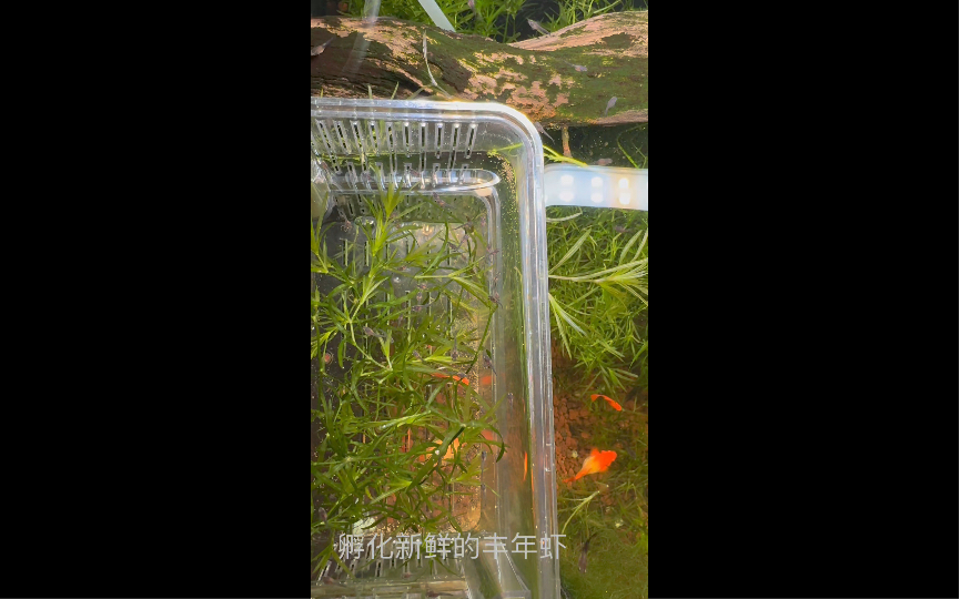 孔雀鱼苗开口 必选丰年虾