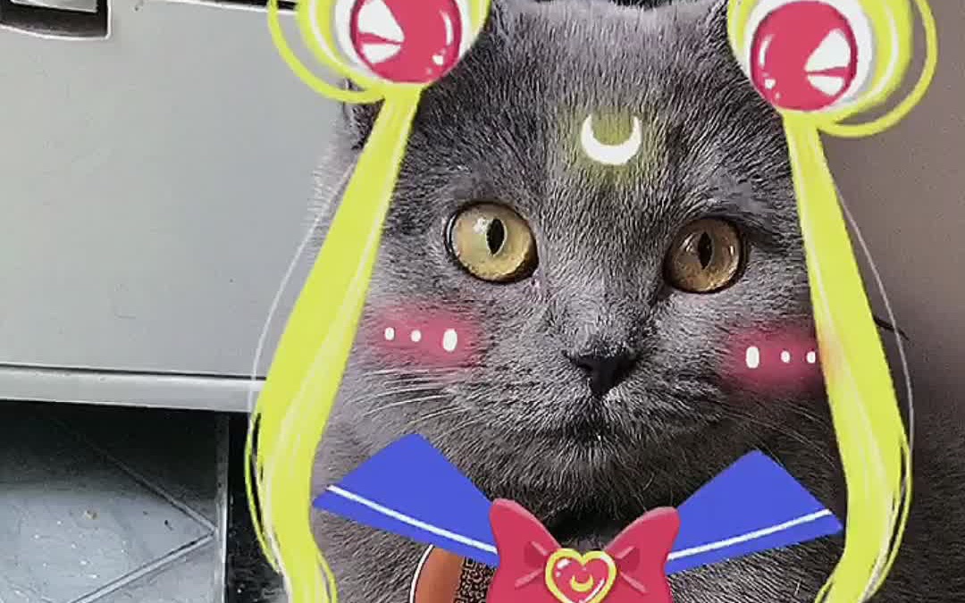 当奶凶小猫咪用上美少女战士特效后