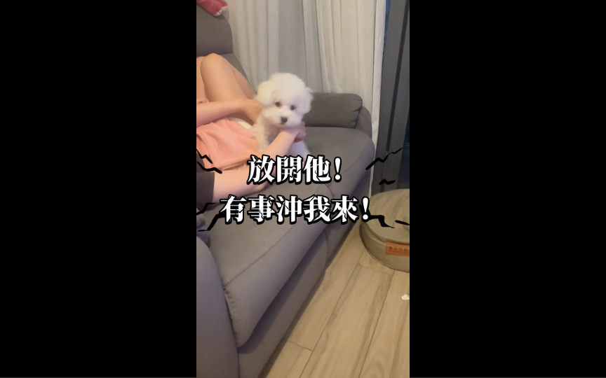 当小狗听到小奶狗的惨叫声~哔哩哔哩bilibili