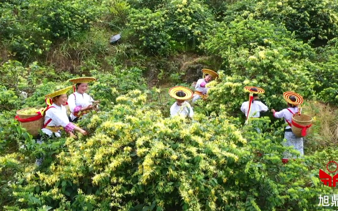 《道地湖南 湘生湘成》湘九味之山银花哔哩哔哩bilibili