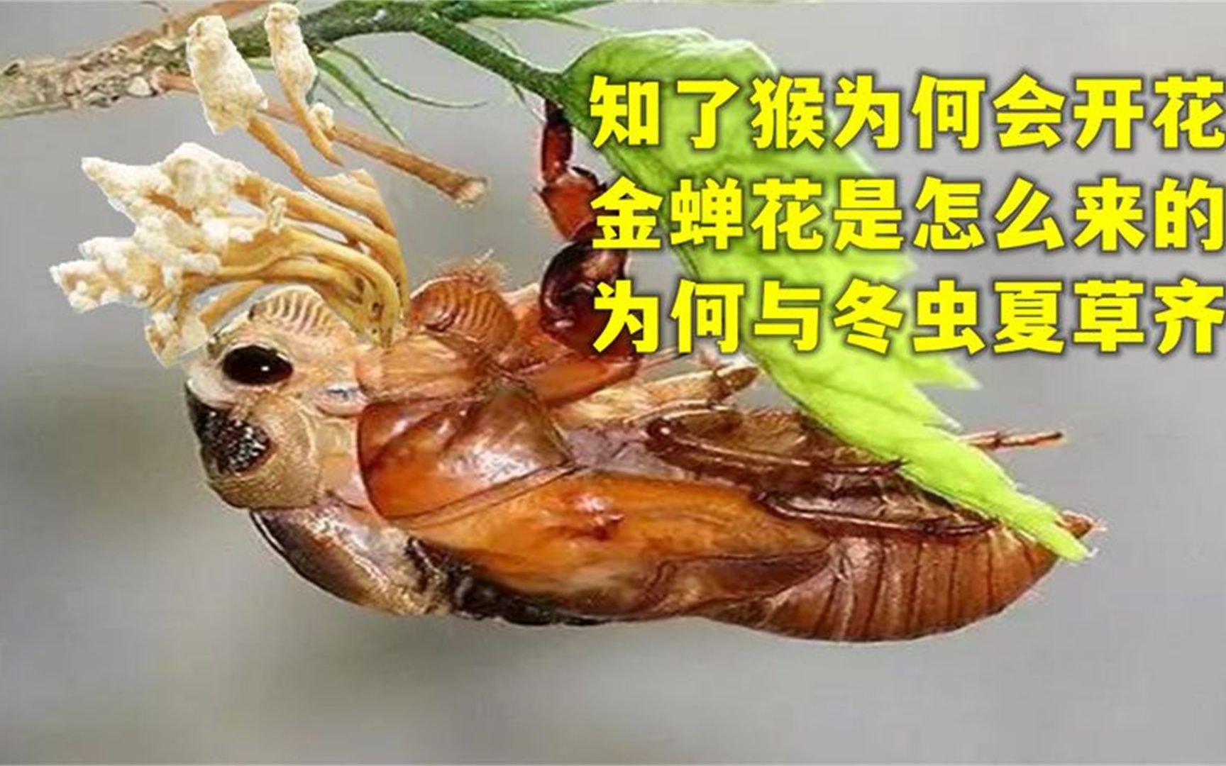 知了猴为何会开花?金蝉花是怎么来的?为何能与冬虫夏草媲美?哔哩哔哩bilibili