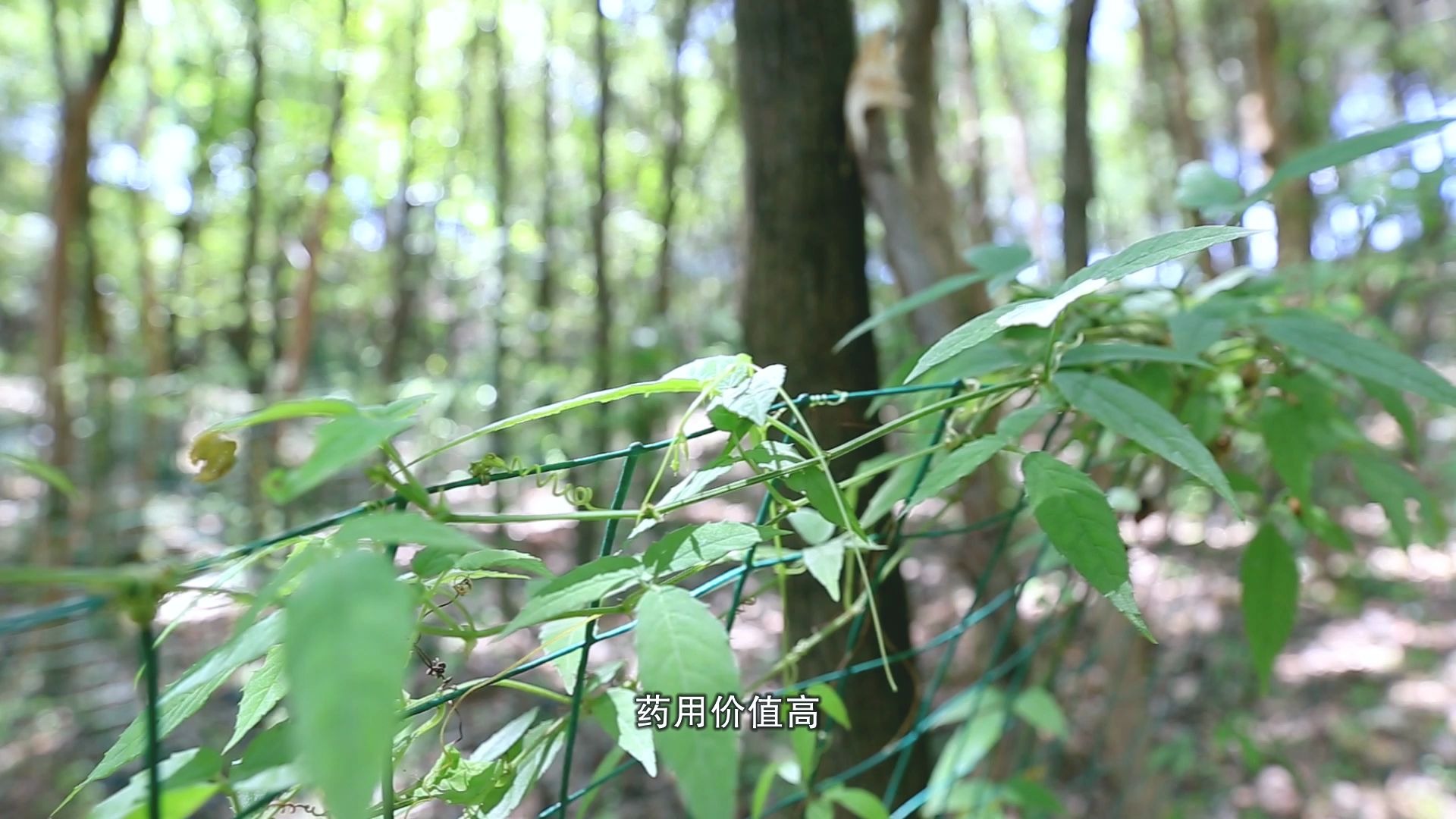 [图]【“两山”理念系列报道】如何让“荒山”变“金山”？百凤林村有奥妙