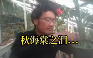 秋海棠之泪......