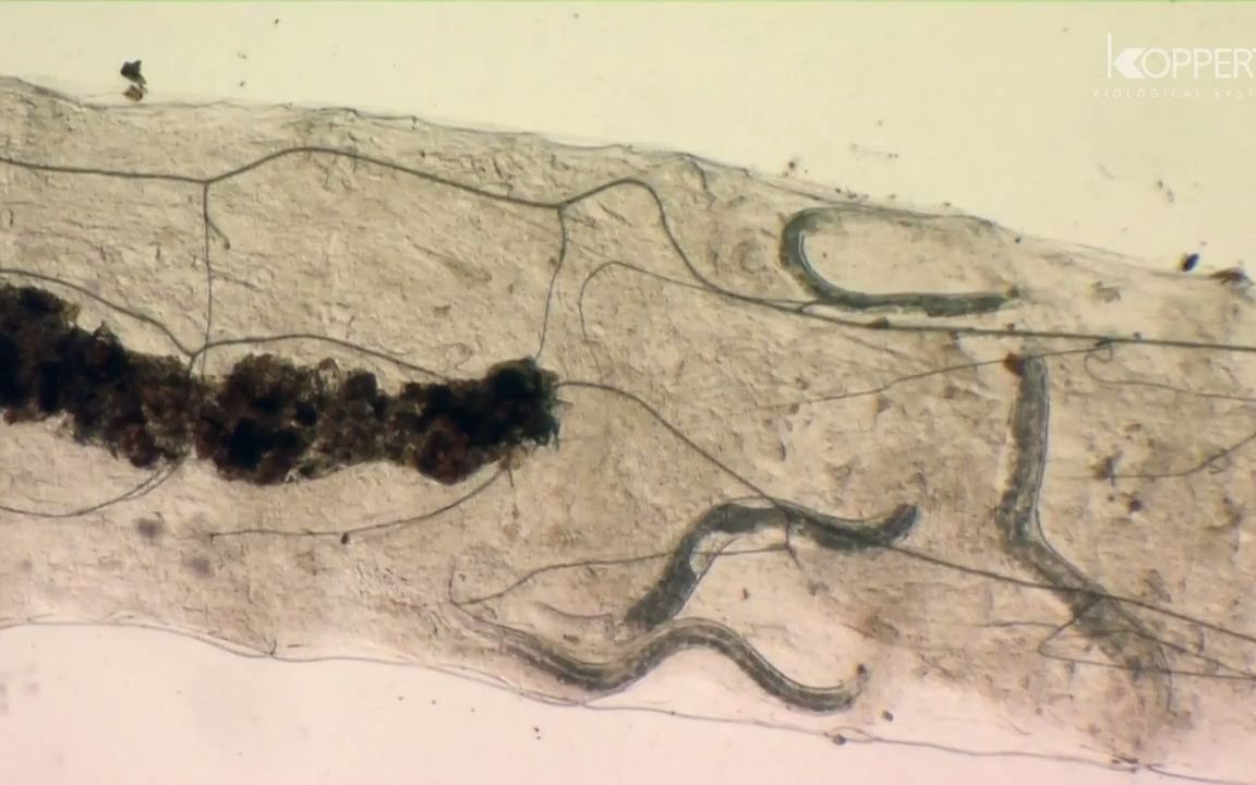 尖眼蕈蚊的生物防治夜蛾斯氏线虫Biological control of sciarid flies  Steinernema feltiae哔哩哔哩bilibili