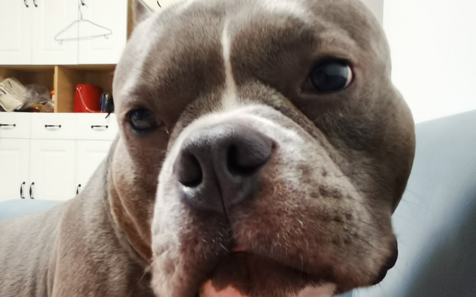 【恶霸犬demon】主人视角之镜头怼脸,看我空手套吃播