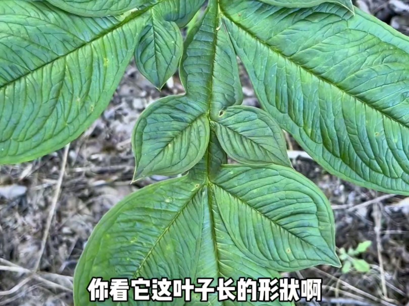 这种植物长得真奇特,跟一把伞一样,是魔芋吗?哔哩哔哩bilibili