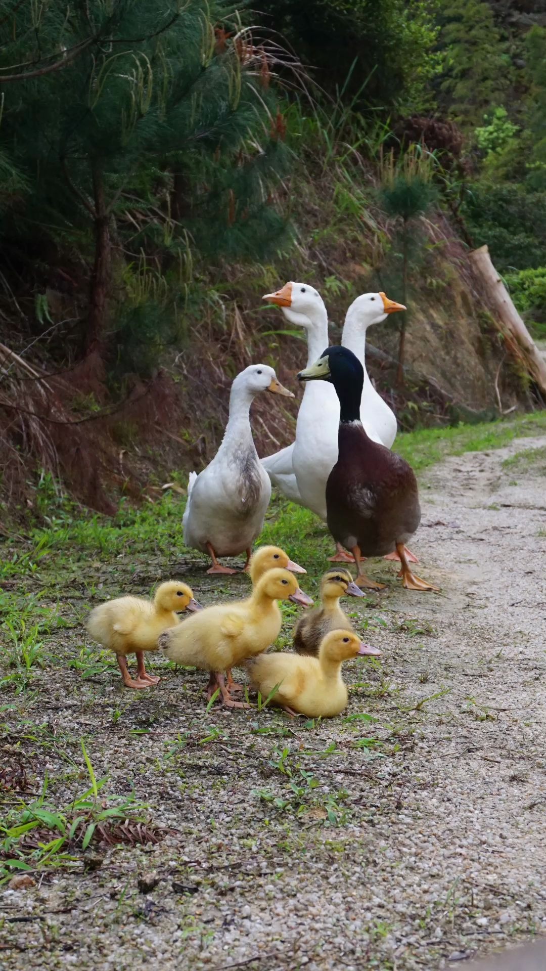 鸭子组团去茶园吃虫子