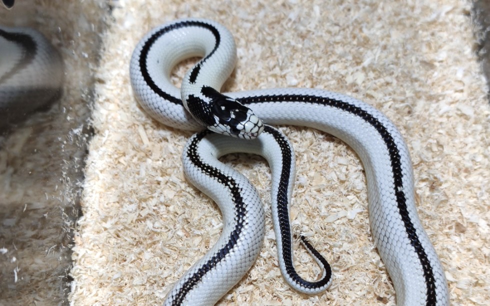 【王蛇】开箱喽～反直线!