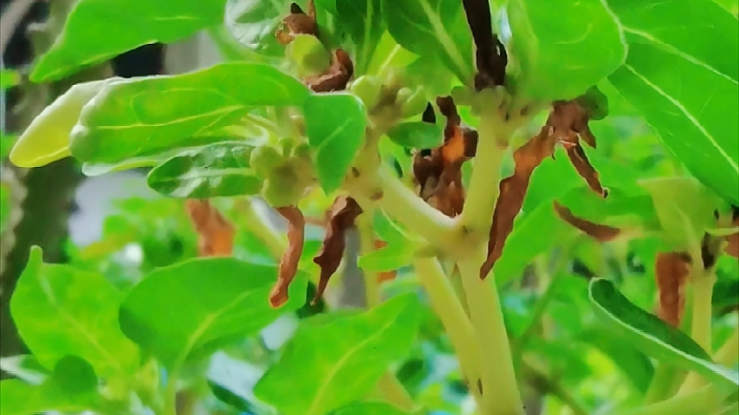 阳台上的粉籽花,越长越精神